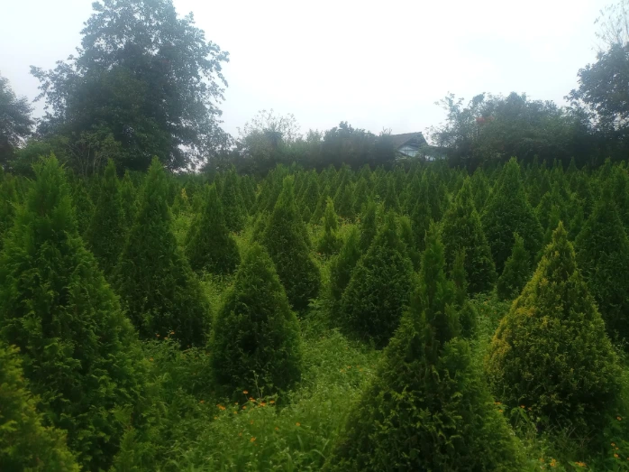 ARBOL DE NAVIDAD CHIMA 1.50 - 2 MTS