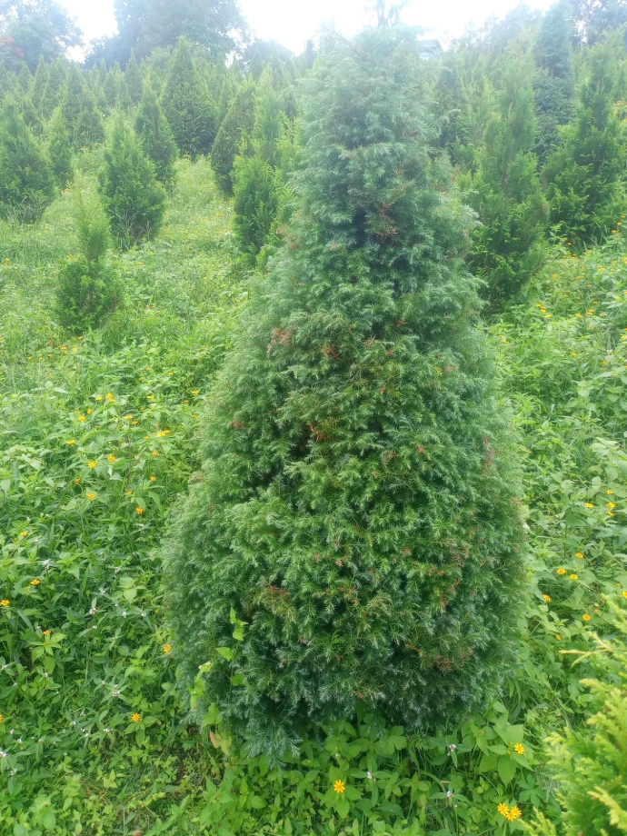 ARBOL DE NAVIDAD SIDRELA 1.50 A 2 MTS