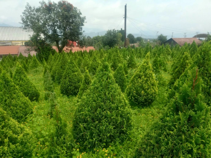 ARBOL DE NAVIDAD CHIMA 2 - 2.5 MTS