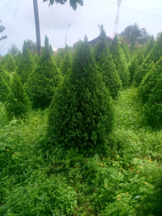 ARBOL DE NAVIDAD CHIMA 2.5 - 3 MTS