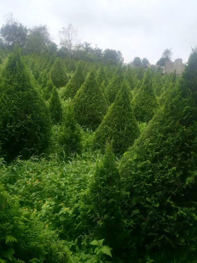 ARBOL DE NAVIDAD SIDRELA 2 A 2.5 MTS