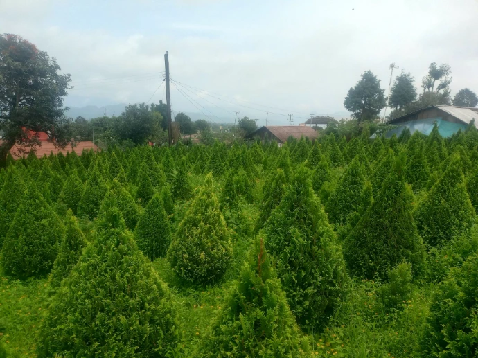 ARBOL DE NAVIDAD SIDRELA 2.5 A 3 MTS