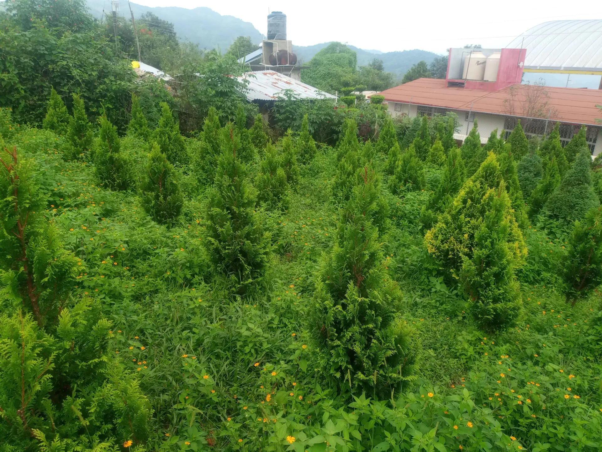 ARBOL DE NAVIDAD KIDS MAXIMO 1 MTS SIDRELA