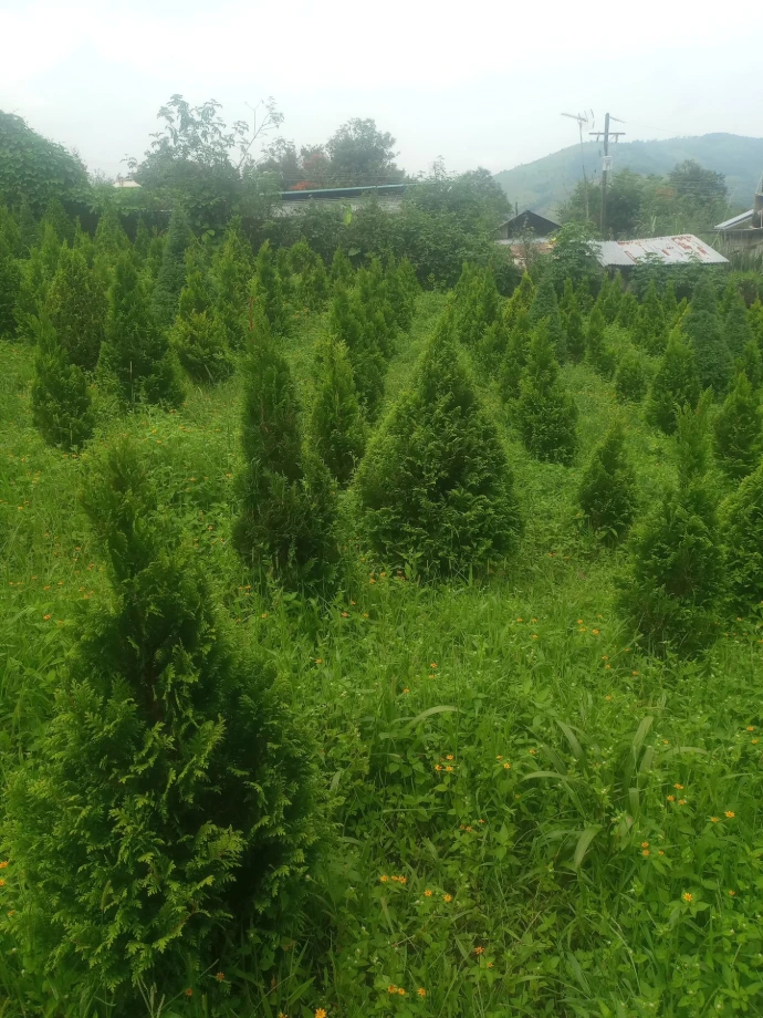 ARBOL DE NAVIDAD KIDS MAXIMO 1 MTS CHIMA